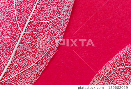 Beautiful white veins on a red background Skeleton leaf 129682029