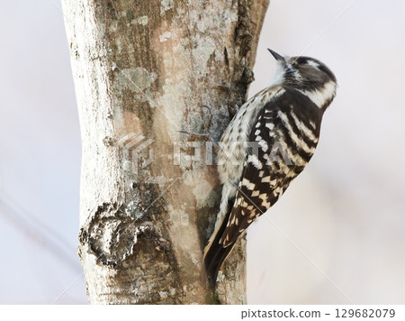 Kogera Kogera 129682079