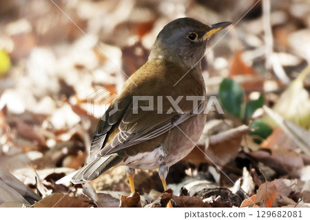 白腹 白腹 129682081