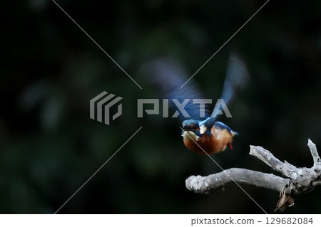 Flying kingfisher Flying kingfisher 129682084