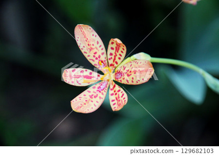 Hiougi flower 129682103