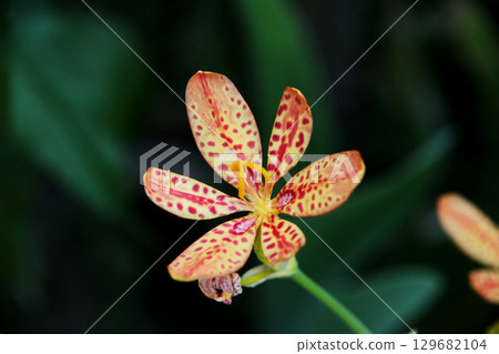 Hiougi flower 129682104