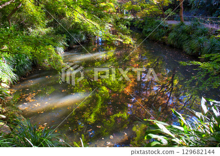 [Kawasaki City] Ikuta Green Space and Okunoike Pond 129682144