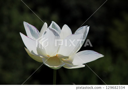 蓮花 蓮花 129682334