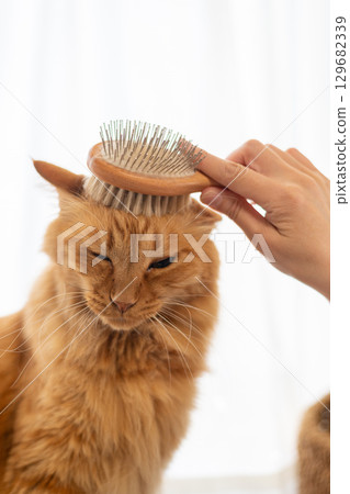 Brushing a cat Brown tabby cat Brushing a cat Brown tabby cat 129682339