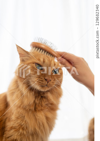 Brushing a cat Brown tabby cat 129682340