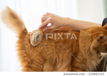 Brushing a cat Brown tabby cat 129682341