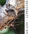 KOGERA 129682548