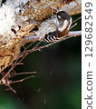 KOGERA 129682549