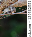 KOGERA 129682551