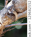 KOGERA 129682552