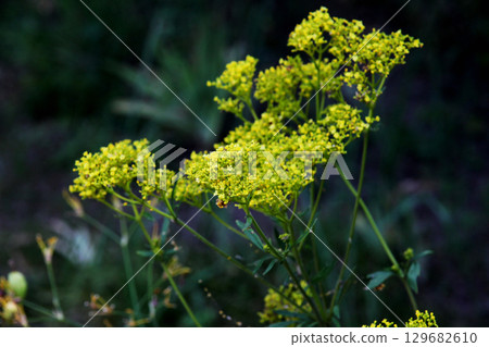 Ominaeshi Ominaeshi 129682610