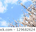 Blue sky_cherry blossoms_spring 129682624
