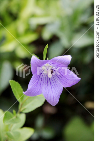 菊花的花朵 菊花的花朵 129682829