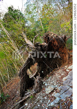 Mount Kenashi in the Tenshi Mountains: A fallen fir tree on the hiking trail 129682852