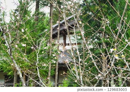 Autumn scenery of the former Rikakuin Garden at Jikkoin Temple in Ohara (Sakyo Ward, Kyoto City, Kyoto Prefecture) 129683003