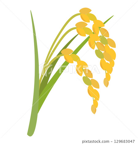 A simple illustration of ripe rice 129683047