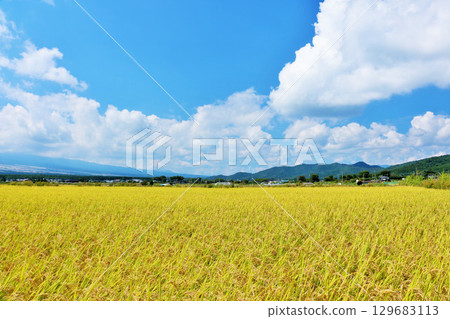 Autumn blue sky and rice field 129683113
