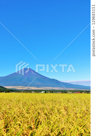 Autumn blue sky, rice field and Mt. Fuji Autumn blue sky, rice field and Mt. Fuji 129683151