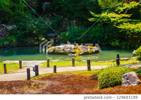 [京都風景] 青蓮院：擁有龍心池的迷人庭院 129683199