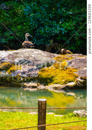 [Kyoto Scenery] Shoren-in Temple: A charming garden with Ryushin Pond 129683209