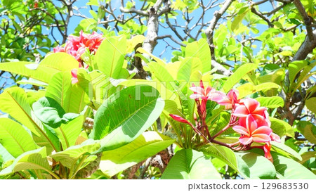 Pink plumeria flowers and bright green leaves on a tree under a blue sky Pink plumeria flowers and bright green leaves on a tree under a blue sky 129683530