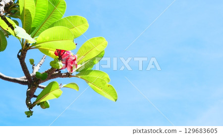 A single vibrant pink frangipani flower (Plumeria) with lush green leaves against a clear, expansive blue sky, offering copy space 129683605