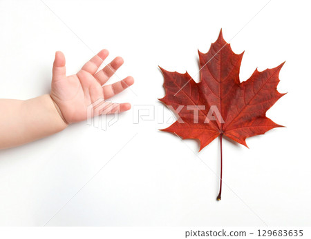 寶寶的手和一片大楓葉 129683635
