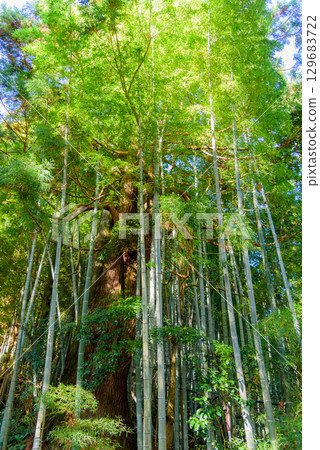 Dense bamboo forest with tall green bamboo stalks and sunlight filtering through the leaves Dense bamboo forest with tall green bamboo stalks and sunlight filtering through the leaves 129683722