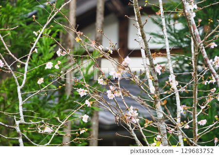 大原實光院舊立覺院秋景（京都府京都市左京區） 129683752
