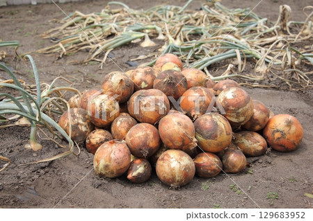 Harvested onion 129683952