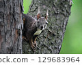 Squirrel looking here 129683964