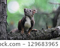 Hokkaido squirrel looking up 129683965