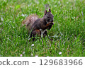 Hokkaido squirrel eating fruit 129683966