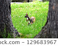Standing squirrel 129683967