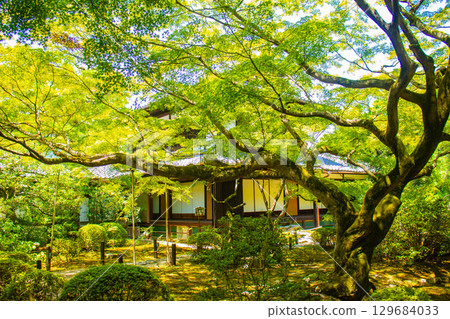 [Kyoto Scenery] Shoren-in Temple: A charming garden with Ryushin Pond 129684033