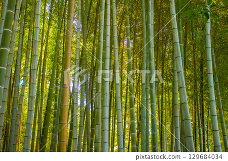 [京都風景] 青蓮院：擁有龍心池的迷人庭院 129684034