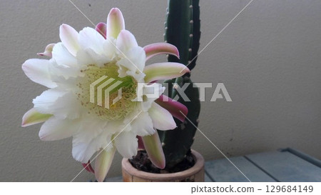 White flowers of a columnar cactus blooming on the balcony White flowers of a columnar cactus blooming on the balcony 129684149