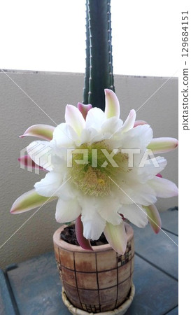 White flowers of a columnar cactus blooming on the balcony 129684151