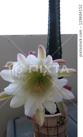 White flowers of a columnar cactus blooming on the balcony 129684152