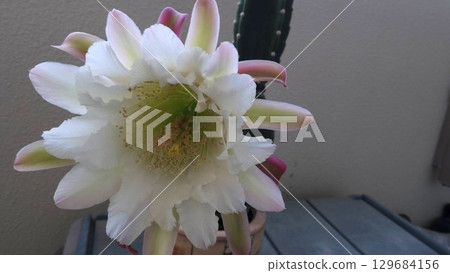 陽台上盛開的柱狀仙人掌的白花 陽台上盛開的柱狀仙人掌的白花 129684156