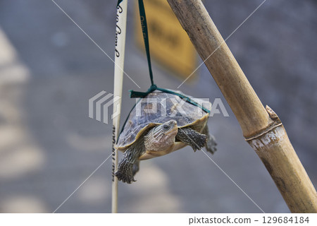 Turtle hanging from a bamboo stick by strings, for sale on the sidewalk in Beijing, China Turtle hanging from a bamboo stick by strings, for sale on the sidewalk in Beijing, China 129684184