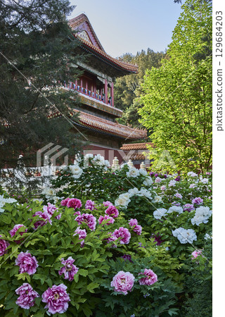 Traditional Chinese architecture with blooming peonies in Jingshan park in Beijing, China 129684203