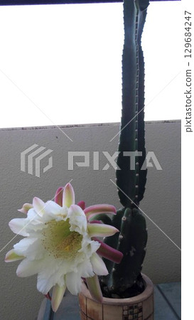 White flowers of a columnar cactus blooming on the balcony 129684247