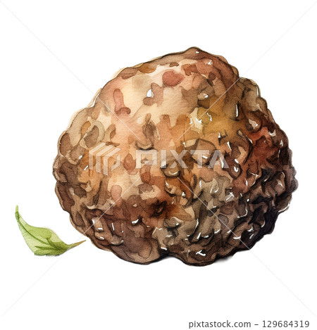 松露水彩插圖 松露水彩插圖 129684319