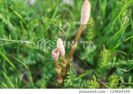 筑紫 筑紫 129684394