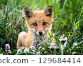 Red fox child 129684414