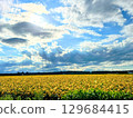 Sunflower field 129684415