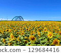 Sunflower field and bridge 129684416