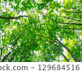 Fresh green beech forest 129684516